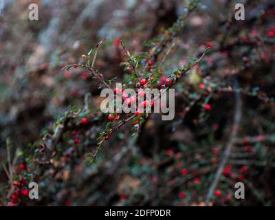 Rockspray Cotoneaster, Cotoneaster Horizontalis, draped in its' autumn brilliance. Vibrant red berries. Rain droplets. English Countryside winter walk Stock Photo