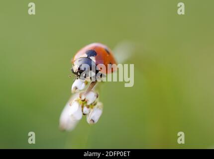 ladybug on flower bud, macro shot Stock Photo