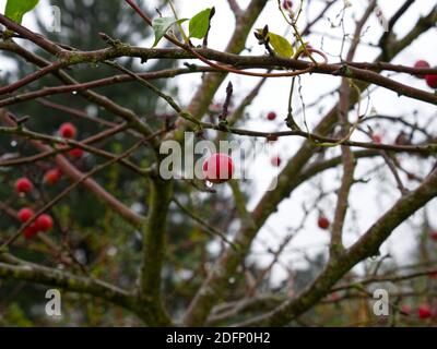 European Crab Apple Trees, Malus Sylvestris in the historic Walled Garden in the grounds of Shenley Park, UK. Rain drenched beauty. walkers paradise Stock Photo