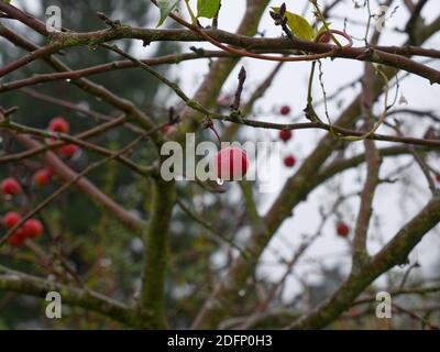 European Crab Apple Trees, Malus Sylvestris in the historic Walled Garden in the grounds of Shenley Park, UK. Rain drenched beauty. walkers paradise Stock Photo