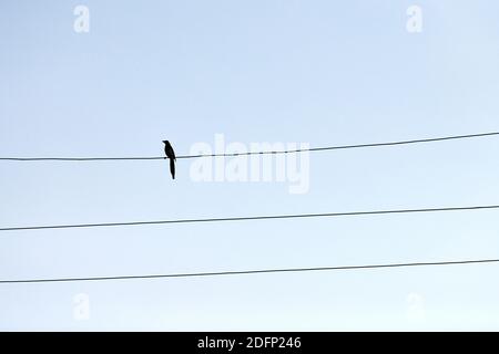 One alone bird on wire. Loneliness concept. Outsider self-isolation Stock Photo