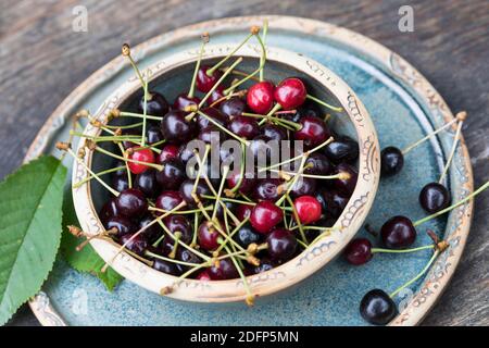 Vogelkirschen-Ernte, Wildkirschen-Ernte, Vogel-Kirsche, Vogelkirsche, Kirsche, Süß-Kirsche, Süss-Kirsche, Süsskirsche, Süßkirsche, Wildkirsche, Wild-K Stock Photo