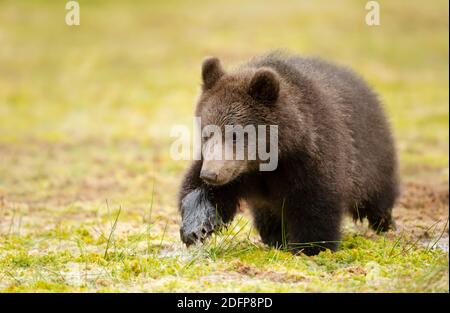 Close up of cute Eurasian Brown bear cub crossing a swamp, Finland. Stock Photo