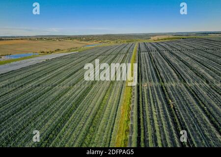 Aerial view of apple orchard. Large apple plantation.