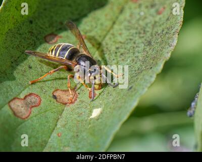 Median wasp (Dolichovespula media) standing on a Bean leaf in a vegetable plot feeding on sugary honeydew drips from nearby Aphids, Wiltshire garden, Stock Photo