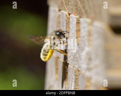 Red mason bee (Osmia bicornis = Osmia rufa) flying to an insects hotel nest burrow with her abdomen covered in pollen to stock brood cells, UK, May. Stock Photo