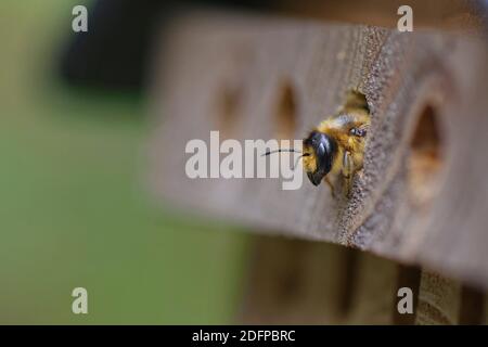 Wood-carving leafcutter bee (Megachile ligniseca) emerging from its nest hole in an insect hotel, Wiltshire garden, UK, June. Stock Photo