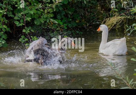 a white goose is swimming and a gray goose splashing in a pond Stock Photo