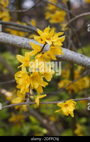 Forsythia (Forsythia × intermedia), flowers of springtime Stock Photo ...