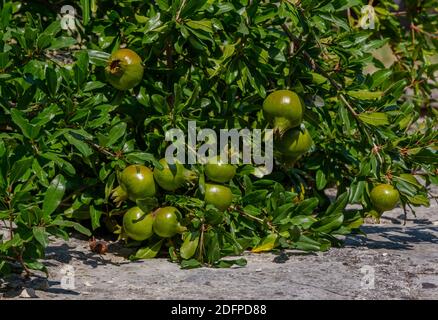 Pomegranate bush with unripe fruits hanging on branches in the garden. Stock Photo