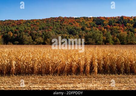 Rows of corn stalks and trees on a hill along the horizon, show their autumn foliage in the afternoon sunlight during a fall day in the Fingers Lakes Stock Photo