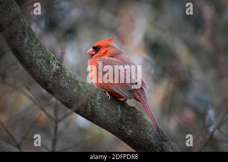 A Red male cardinal sits in a tree Stock Photo