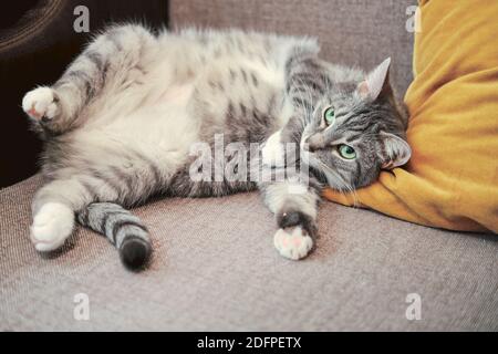 Fat pet with a big belly lies on its back, a pregnant cat Stock Photo