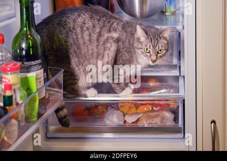 Cat 2024 food fridge