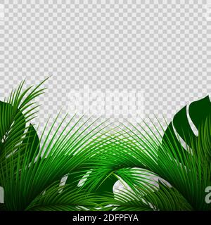 Exotic plants isolated on transparent background. Palm leaves. Green leaf of palm tree. Stock Vector
