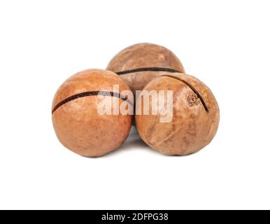 Three macadamia nuts in a shell isolated on a white background Stock Photo