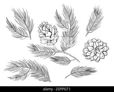 Pine cones, fir branches with pinecones, vector fir tree set of decoration elements. Fir cones, pine or cedar spruce branches black and white isolated line art set for Christmas Xmas decoration design Stock Vector