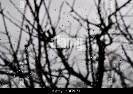 Drops of rainwater flowing on the glass of the window illuminated by the light coming through the trees. Blurred background, gray color Stock Photo