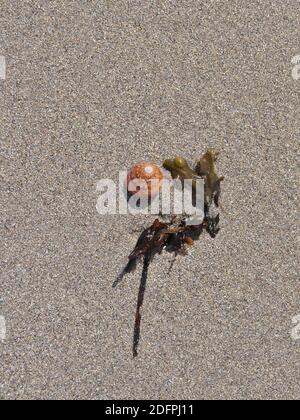 snail shell and sea weed on sandy beach in Ireland with space for text Stock Photo
