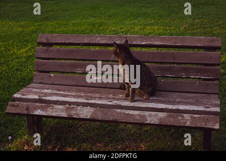A cat sits on a bench outside the Kariye mosque in Istanbul, Turkey ...