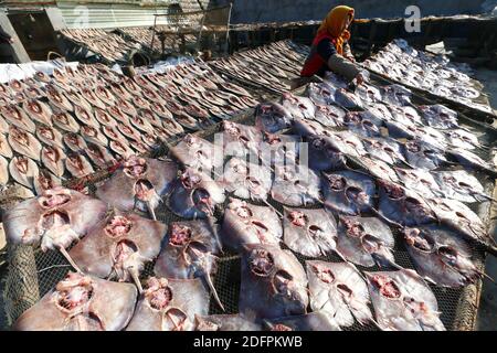 Qingdao, China's Shandong Province. 6th Dec, 2020. A fisherman dries fish in Duoshi Village of Jimo District in Qingdao, east China's Shandong Province, Dec. 6, 2020. Credit: Liang Xiaopeng/Xinhua/Alamy Live News Stock Photo