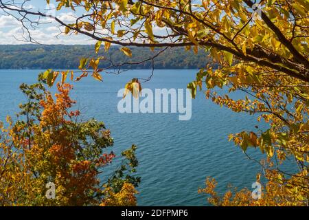 The leaves of a tree located near a lake, turn from green to yellow during the autumn season. Stock Photo