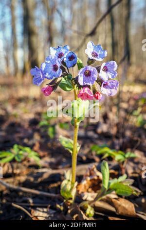 Close-up of blooming flowers Pulmonaria mollis in sunny spring day. Vertical view Stock Photo