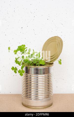 Parsley sprouts in tin can on craft brown paper on white concrete wall background. Growing micro greens at home, copy space, vertical view Stock Photo