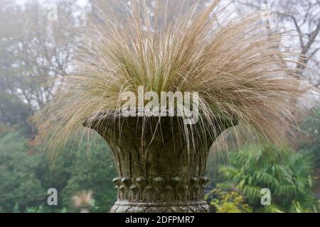 Urn of ornamental grasses in garden setting on misty winter's morning Stock Photo