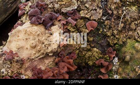 Close up of wood ear fungus on old rotting tree trunk Stock Photo