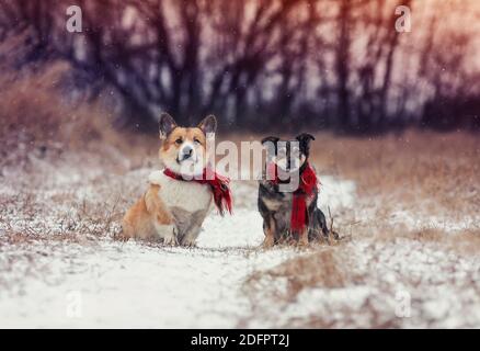 two dog friends sitting next to each other in the winter Park under the falling snow in warm scarves Stock Photo