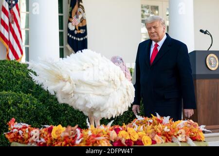 Washington, United States Of America. 24th Nov, 2020. President Donald J. Trump pardons 'Corn' during the National Thanksgiving Turkey Pardoning Ceremony Tuesday, Nov. 24, 2020, in the Rose Garden of the White House. People: President Donald Trump Credit: Storms Media Group/Alamy Live News Stock Photo