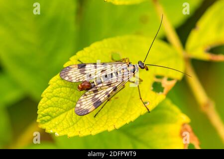 Scorpionfly, strange insect on a leaf