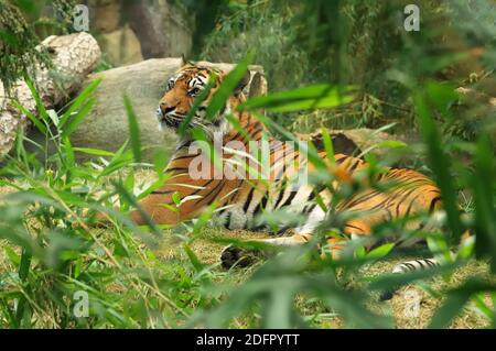 Big cat, Sumatran tiger is population of Panthera tigris sondaica in the Indonesian island of Sumatra, listed as Critically Endangered on the IUCN Red Stock Photo