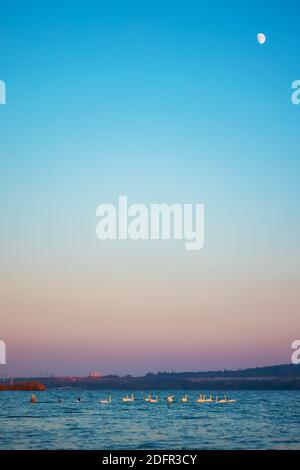 Swans floating on lake and sunset sky background Stock Photo