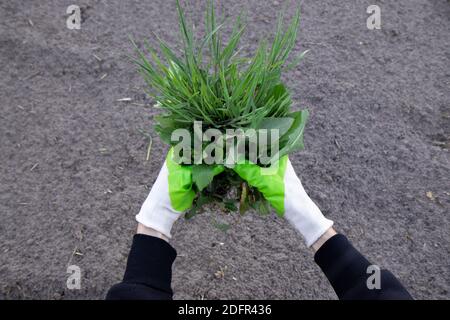 Woman holding a handful of weeds from garden. Weed and plants roots being removed by hands. Stock Photo