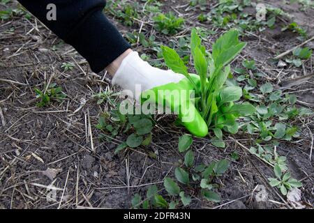 Woman holding a handful of weeds from garden. Weed and plants roots being removed by hands. Stock Photo