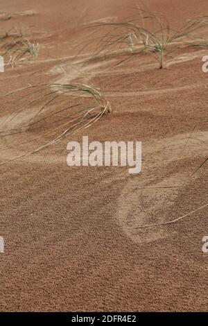 Scattered Leymus chinensis plant-dunes around SumuBarunJaran lake-Badain Jaran desert-Inner Mongolia-China-1149 Stock Photo