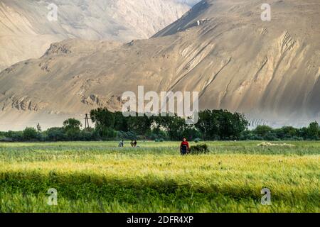 Harvesting by hand in the grain field in Vrang, Tajikistan Stock Photo