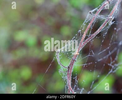 Dew covered cobweb or spiders web on twigs with soft green background Stock Photo