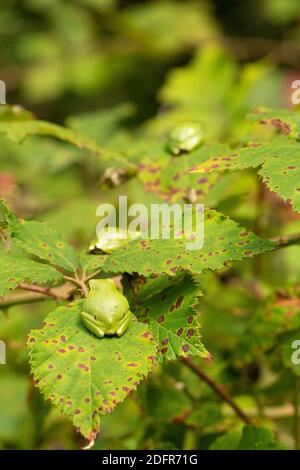 Three European tree  frogs in a row resting on green blackberry leafs with green background Stock Photo