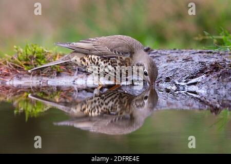 Mistle Thrush (Turdus viscivorus) drinking and being reflected in the water Stock Photo