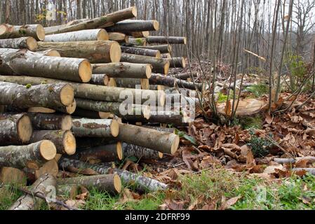 A pile of cut logs in a chestnut coppice. Stock Photo