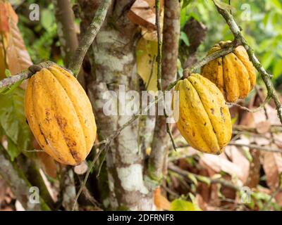 Cacao tree (Theobroma cacao) with ripe pods. This is Arriba Cacao or White Cacao, the highest quality cacao in Ecuador. Near Puerto Quito in western E Stock Photo