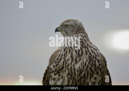 Upper body shot of an adult female Goshawk (Accipiter gentilis) at rest looking to its right Stock Photo