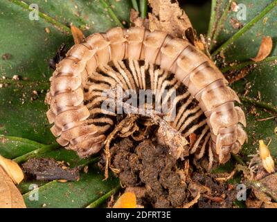 Flat-backed Millipede (Order Polydesmida, family Platyrhacidae) on a rainforest leaf at night near Puerto Quito in western Ecuador Stock Photo