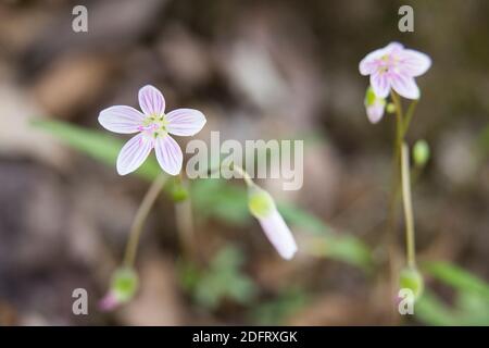 Spring Beauty, Claytonia virginica blooming on the forest floor. Stock Photo