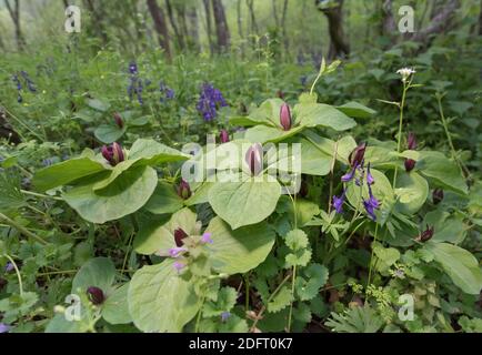 Little sweet Betsy or Trillium cuneatum, in bloom on the forest floor. Stock Photo