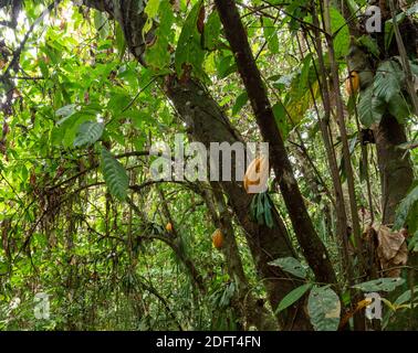 Cacao tree (Theobroma cacao) with ripe pods. This is Arriba Cacao or White Cacao, the highest quality cacao in Ecuador. Near Puerto Quito in western E Stock Photo