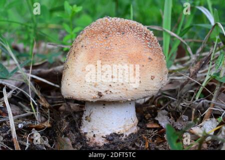 One single specimen of Amanita rubescens or Blusher mushroom in natural habitat, close up view, horizontal orientation
